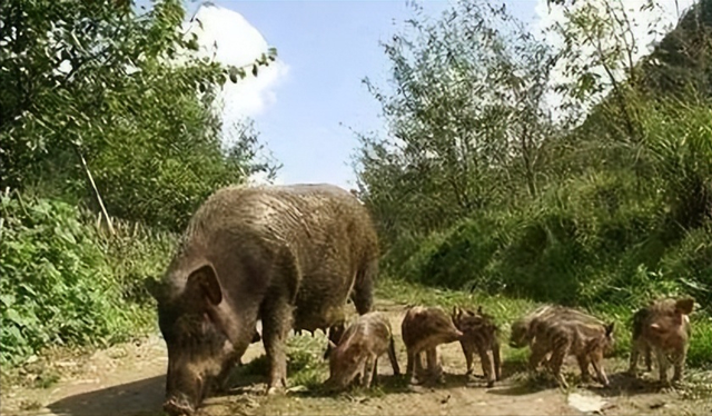 监守自盗! 2024年, 湖北一护林员在山里架980米电网, 冰柜中搜出肢体