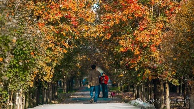 秋假去哪？崇州这些亲子游宝藏地不容错过