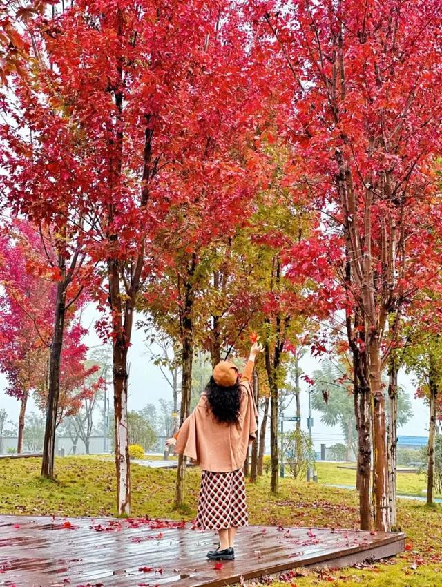 冬日“顶流”大片盛开！超级出片→