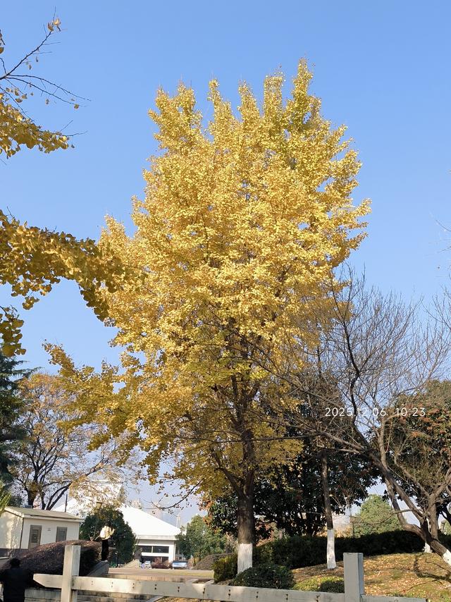 行走在月湖公园