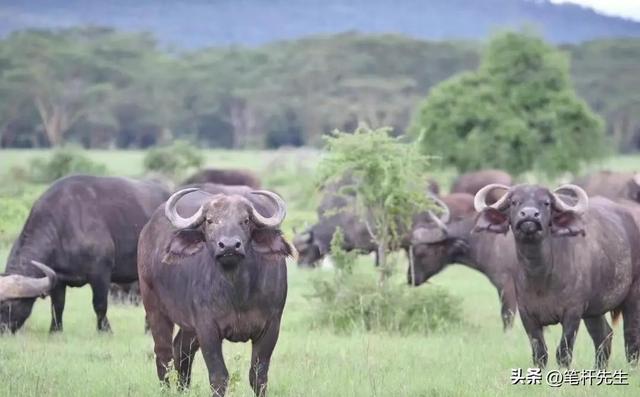 反向过年热潮起，肯尼亚成新宠，2 月产仔季 + 免签太香了