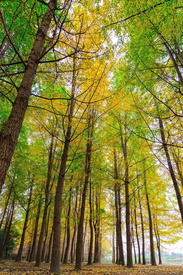 邂逅金黄，郫都初冬的银杏图鉴