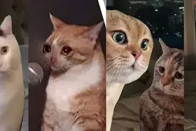 在小红书2天涨粉2万，“猫meme”成流量密码？图片