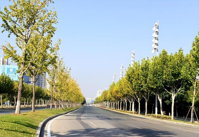 武汉街头4万株银杏披上“黄金甲”，这些地方是最佳观赏点