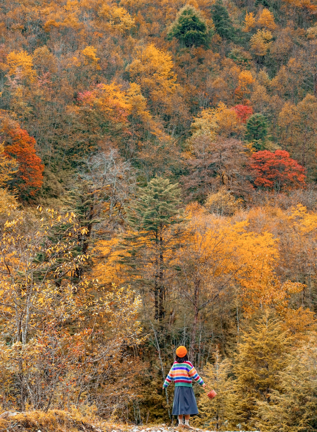 最佳观赏期！雅安的红叶彩林“封神”啦！