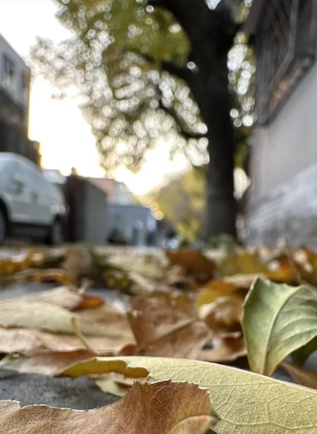 更年期小阿姨的胡同漫游