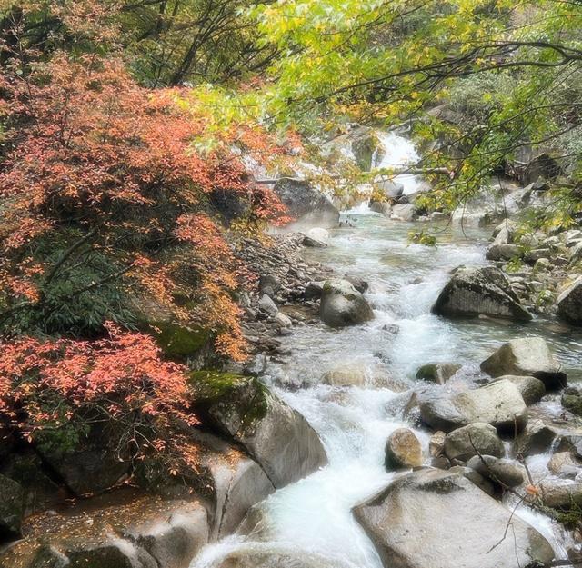 秋日美景中国红叶第一山在四川， 它是国家5A景区，眼下美到封神！