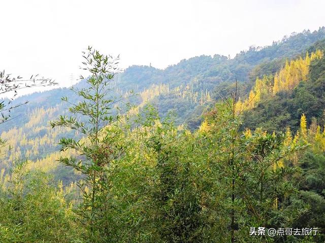 成都都江堰最冷门彩林，免费开放，山野中的惊艳，公交车可达！