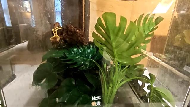 佛坪新增一个秦岭秘境科普馆→