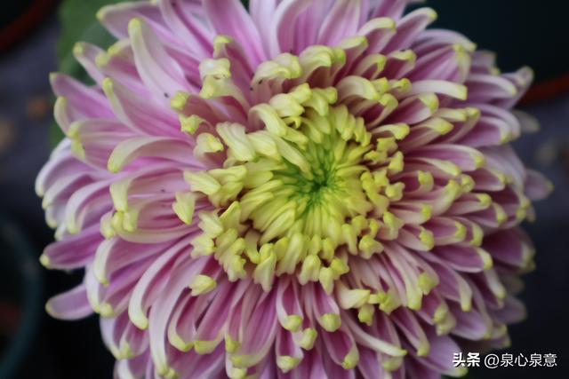 本周六，济南第46届趵突泉金秋菊展开幕！赏菊攻略已出炉！