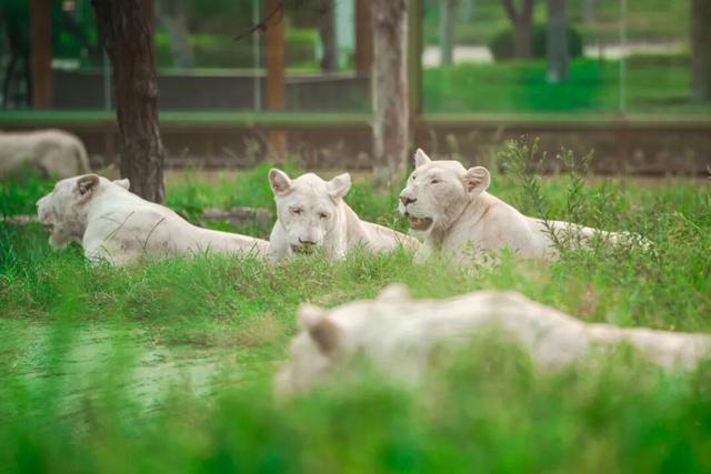 山东有自己的“疯狂动物城”！