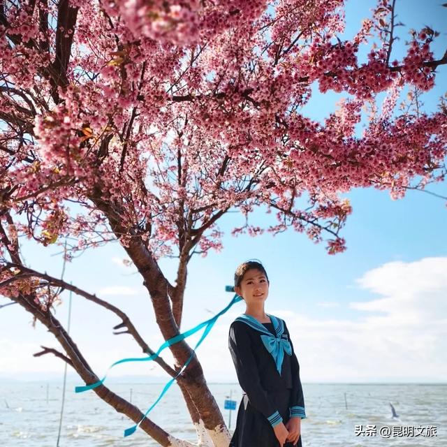 美炸！美炸！全国裹貂我赏樱！昆明最全冬樱赏花攻略来了，周末快冲~