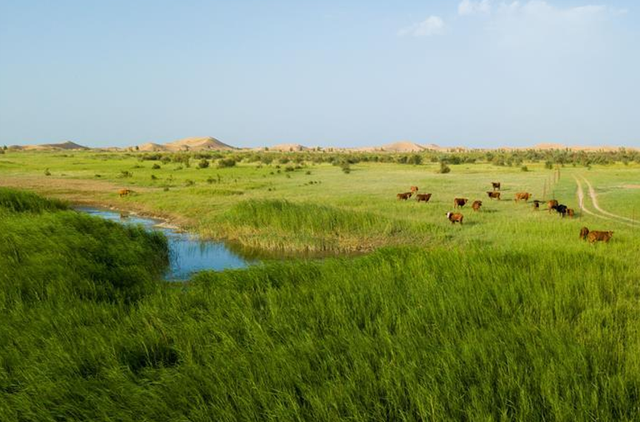 美媒：中国不可怕，可怕的是中国只用10万头猪，就解决了治沙难题