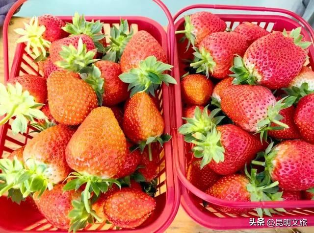 别再问昆明哪里能摘草莓了!收下这份采摘地图,直接抄作业→