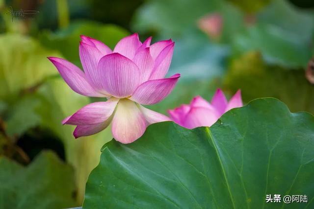 跑苍南黄金海岸线时走错路，邂逅离海浪沙滩最近的荷塘，花开仍艳