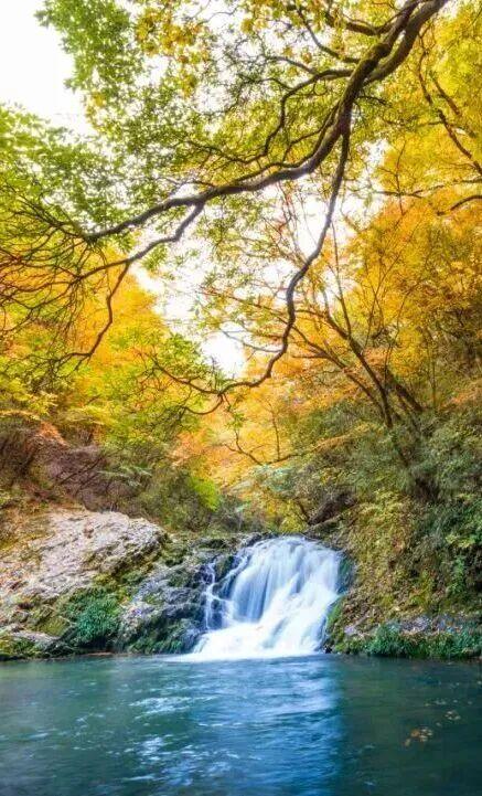 成都出发2.5h刹拢最绝红叶之城！秋色媲美九寨，一城吃够三省美食！更有山林温泉泡过瘾！