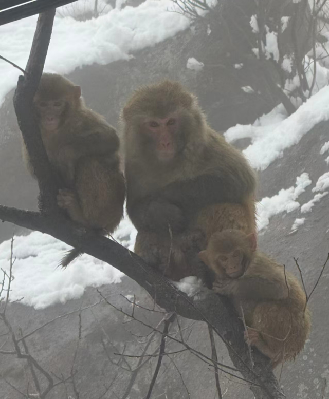 春天又想起来逞能了！今早，大批青岛人憋着想请假：领导，这里突然美得不像话，我能不能去打个卡，晚了怕它化了……