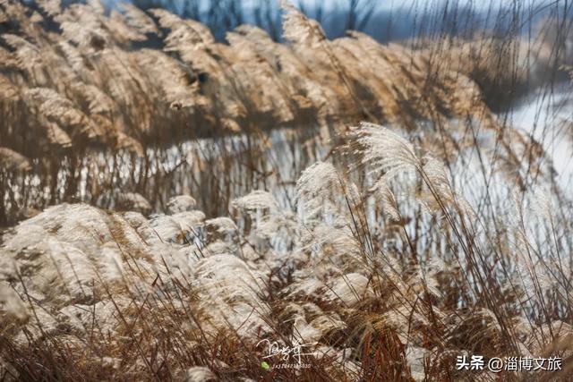 气温骤降8℃,「雪」要来了!在淄博,邂逅一场白色浪漫→