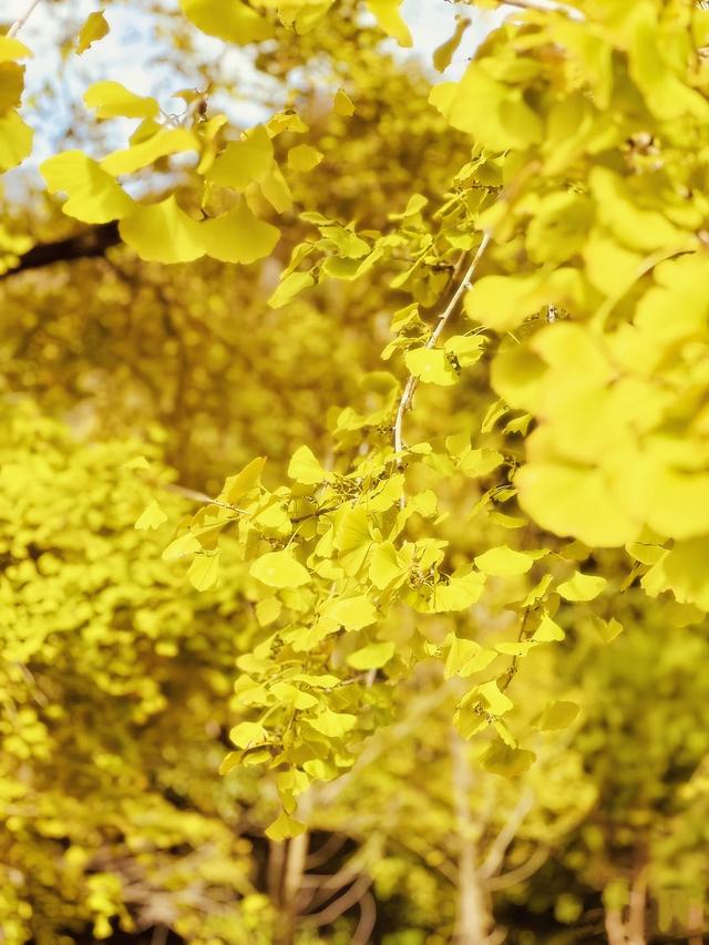 南雄坪田镇赏银杏，时间正好，银杏橙黄