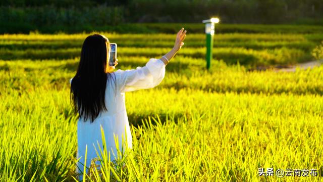 来楚雄永仁邂逅现实版稻香