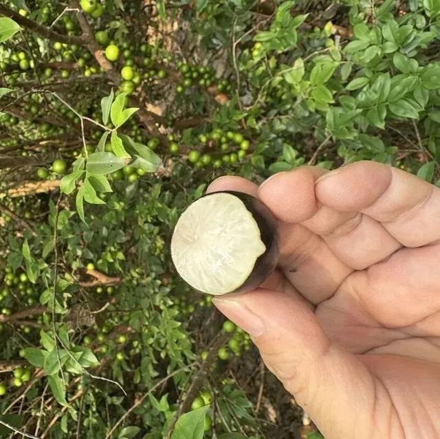 嘉宝果、小番茄、番石榴……到明城，采摘走起！