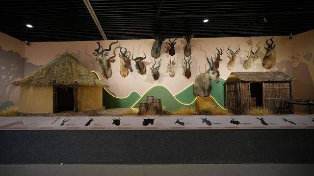 今日开展！非洲野生动物头肩标本展亮相内蒙古自然博物馆，沉浸式邂逅草原生灵