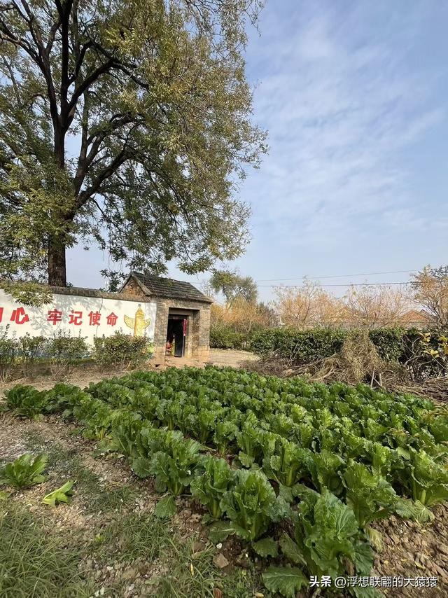 泰安肥城西陆房村里的大白菜