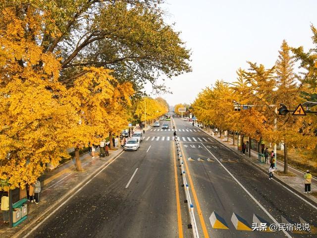 11月一定要收藏一份全国银杏观赏地图
