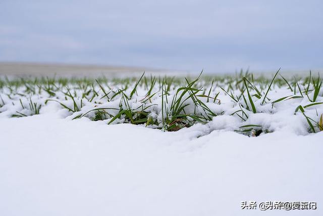今日小雪，老人说“最怕小雪一日晴”，到底在怕什么？答案来了