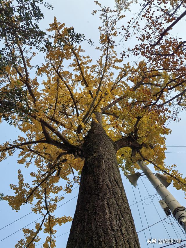 为看金黄美景和红墙，我来北碚静观走一趟，在塔坪寺和思乡台公园