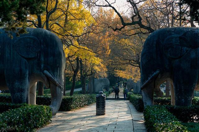 石象路银杏黄了！秋日南京必走的几条经典路线