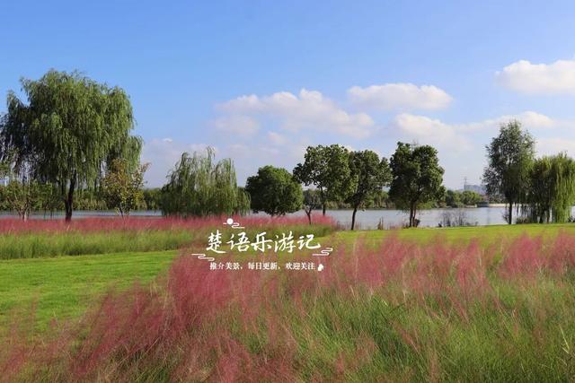 浙江宁波新推出一个粉黛花海，居然绵延5公里，成为拍照赏景胜地