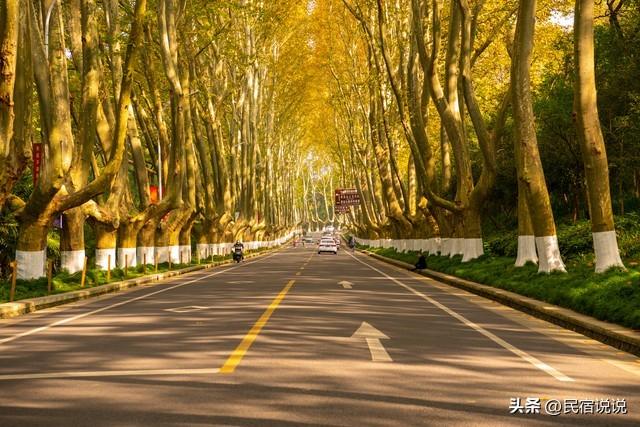南京此地的秋意拉满了，不是栖霞山！