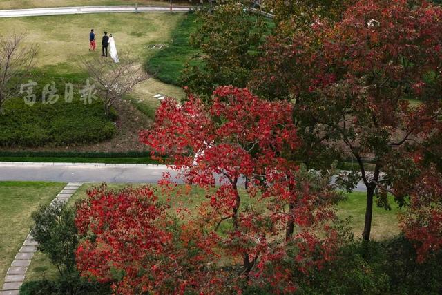 抓紧打卡！富阳人家门口的宝藏美景，错过要等明年！