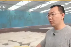 菜市场的基围虾真的是激素虾吗？ 能不能放心吃？图片