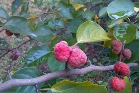 柘木：珍贵名木，亟待保护图片