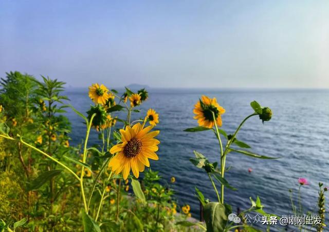 大连海边向日葵,银沙滩向日葵小路太美了
