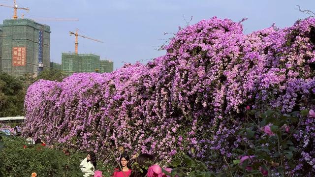 南宁花卉公园，错过这花期要再等一年！重点是不用门票！