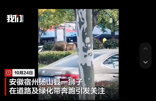 马戏团狮子意外跑出，砀山发布情况说明：未发生伤人情况，马戏团停止演出整顿