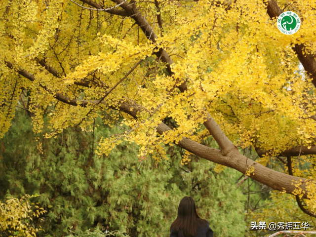 冬日美景在五华｜圆通山老银杏，藏着昆明人的共同记忆
