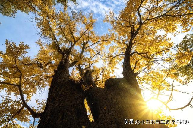 富阳秋季自驾攻略：66KM 赏银杏乌桕，2025 杏会路线全落地