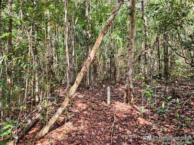 马来西亚(35)砂拉越州⑨峇哥国家公园徒步线路