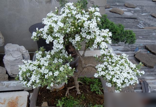 “家养6种花，不富还败家”，平常养的这些花，原来都“不吉利”