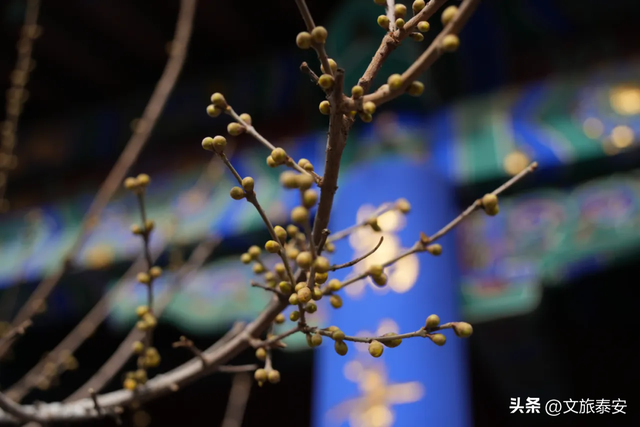 腊梅把庙堂镀成 “流动金” ！暗香浮动的王母池承包一整个冬日浪漫~