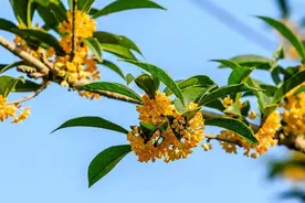南昌今秋的桂花香为何迟到 专家：气温高湿度低 未达到开花条件图片