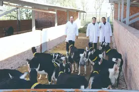7成进口奶山羊良种造假！他们用5年找到自力更生答案图片