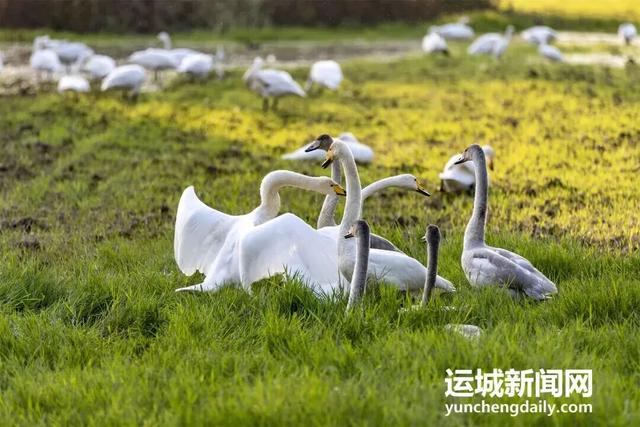 “淡季不淡”，运城文旅持续火热