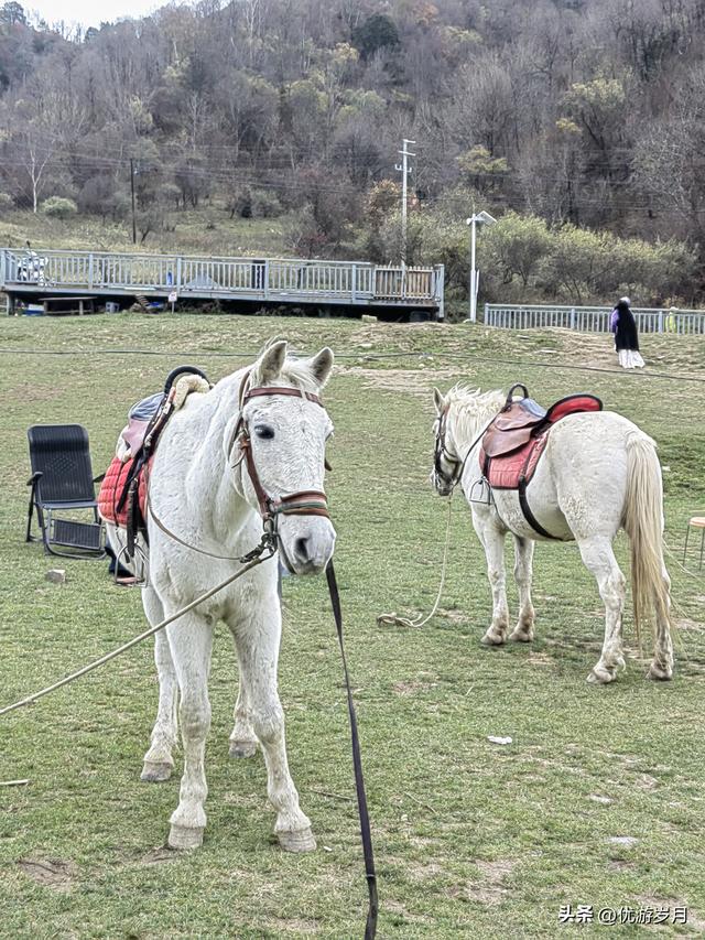 秦岭狮子沟牧场&牛奶湖