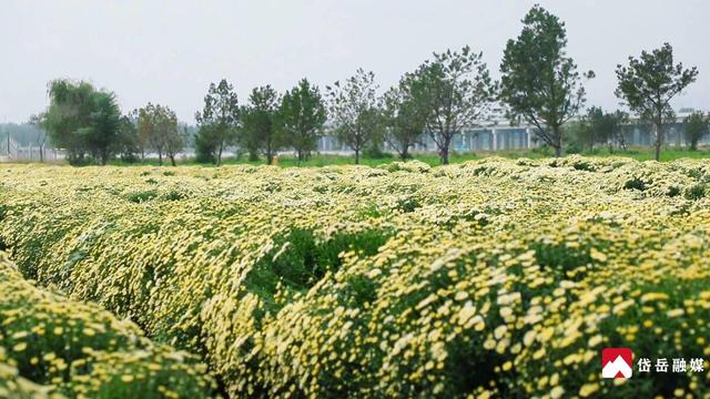 文化中国行丨寒露时节探访大汶口镇：文旅焕彩魅力奔涌