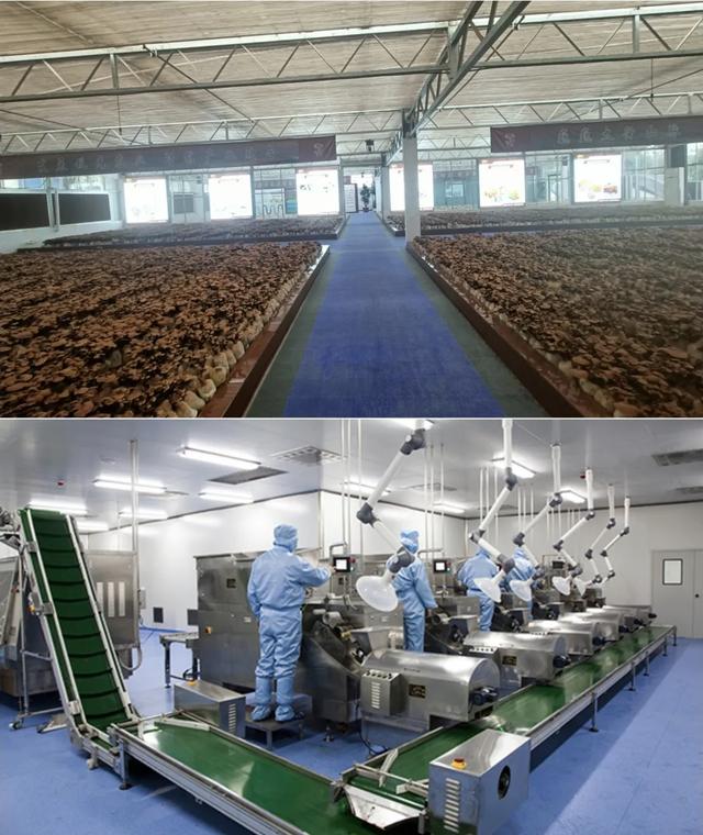 新乡骄傲!凤泉的孢子粉为家乡捧回省级金奖,凭什么是它?